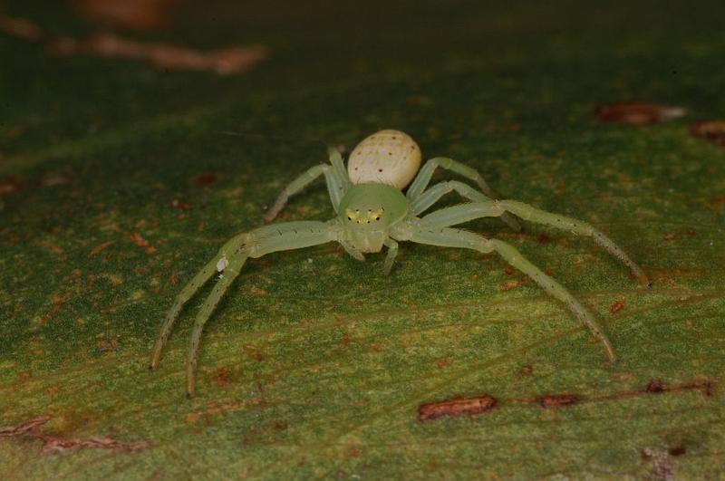 Diaea_evanida_D7856_Z_88_North Stradbroke island_Australie.jpg